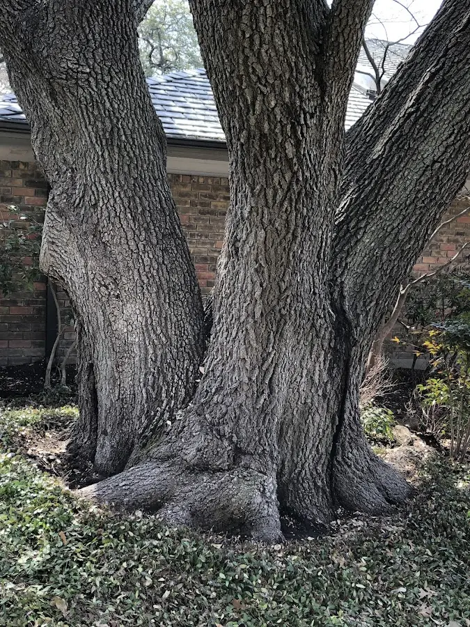 Mature heritage tree close to a Whitewater property cared for by certified arborists
